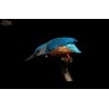 Kingfisher.Scale 90mm