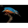 Kingfisher.Scale 90mm